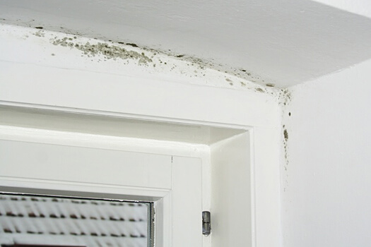 Penész elleni festés